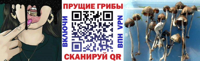 Псилоцибиновые грибы мицелий  Хабаровск 